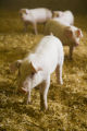 Alternative swine production research at West Central Research and Outreach Center, Morris.