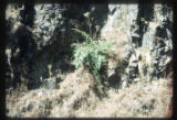 Coriaria by road