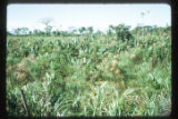 Marshes adjacent to the La Venta archaeological zone in Northwest Tabasco state, Mexico. Note Cyperus giganteus similar to Cyperus Papyrus