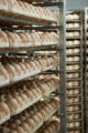Chicken eggs in hatchery. Avian influenza disease prevention and control in poultry facilities.