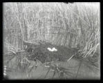 Holboells Grebe nest and eggs, uncovered