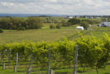 Tug Hill Vineyard, Lowville, New York.