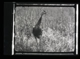 Sandhill Crane calling, front view