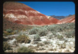 Shadscale and sagebrush
