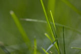 Turf grass research. Turf grass research.
