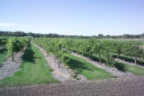 Milroy Vineyard near Redwood Falls, Minnesota.
