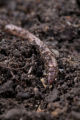 Earth worms. Earth worms.