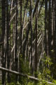 Blow down of old red and white pines on the Chippewa National Forest, Minnesota, in July, 2012.
