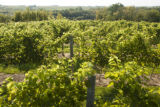 Cannon River Winery and vineyard in the Sogn Valley, Goodhue County, Minnesota.