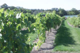 Milroy Vineyard near Redwood Falls, Minnesota.