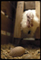 Turkey reproduction research.