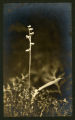 Habenaria