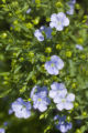 Organic grown flax at University of Minnesota test plots in Polk County, Minnesota.