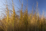 Cordgrass plots in mid-October.