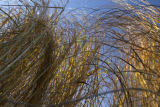 Cordgrass plots in mid-October.