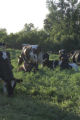 Organic dairying and rotational grazing research by Dennis G. Johnson, University of Minnesota West Central Research and Outreach Center, Morris.