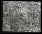 Lark Finch on nest