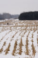 Corn stubble in mid-January, central Minnesota.