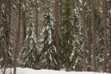 Cloquet Forestry Center of the University of Minnesota.