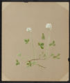 Trifolium repens, L.