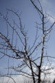 Extremely cold hardy apple varieties under development by University of Minnesota researchers with the Minnesota Agricultural Experiment Station.