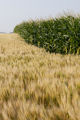 Corn tasseling and wheat field, SIbley County, Minnesota.