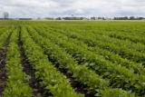 Field bean field (probably kidney beans) north of Crookston, Minnesota.