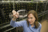 Katie Cook, Enology Project Leader doing sensory evaluation of Minnesota wines at the Horticultural Research Center.