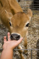 Skiba family Jersey dairy farm, "Diamonds Farm" in Isanti County, between Cambridge and North Branch.