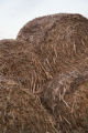 Biomass and wind power, alternative energy research at the University of Minnesota, West Central Research and Outreach Center, Morris.