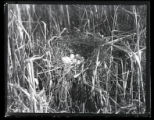 King Rail nest and eggs