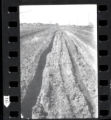 Crookston Campus. Copies of Antique Photos