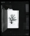 Birds, Ancestral Tree image from Henry Fairfield Osborn, "Origin and Evolution of Life"