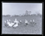 Blue Geese, Snow Geese, mixed flock