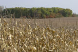 Early October, just before harvest in southern Rice County.