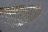 Ephemeridae Hexagenia bilineata