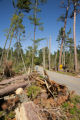 Blow down of old red and white pines on the Chippewa National Forest, Minnesota, in July, 2012.