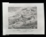 Red-backed Sandpiper, Sanderling, American Knot, illustration