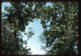 South of San Fernando Apure. View toward crown of tree with pendant fruits. Galleria forest in llanos.