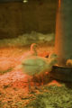 Turkey research, flock at Rosemount Research and Outreach Center, University of Minnesota.
