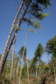 Blow down of old red and white pines on the Chippewa National Forest, Minnesota, in July, 2012.