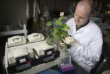 Post-doctoral researcher Shaun Curtin inspects a plant infected with soybean mosaic virus.