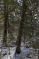 Old white cedar trees and balsam fir understory near the North Shore of Lake Superior.