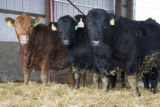 Bovine TB research and control in northern Minnesota, to prevent spread of disease between livestock (primarily cows) and wild deer.