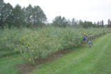 Apple breeding at the University of Minnesota.