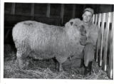 Rosemount Research Center. Sheep breeding