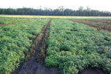 Resistance to late blight in potatoes.