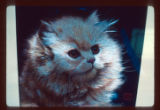 Silk cat portrait