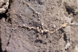 Soybean plant and roots, showing nodules that contain nitrogen-fixing bacteria.