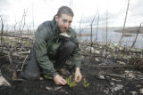 Nick Fisichelli surveying new plant growth in burned forest of Boundary Waters Canoe Area Wilderness a year after July, 2006, Cavity Lake Fire.